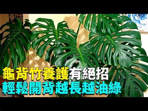 龜背芋可以放室內嗎|森林系的終極祕密：龜背芋能放房間嗎？室內植物打造自然綠意指。